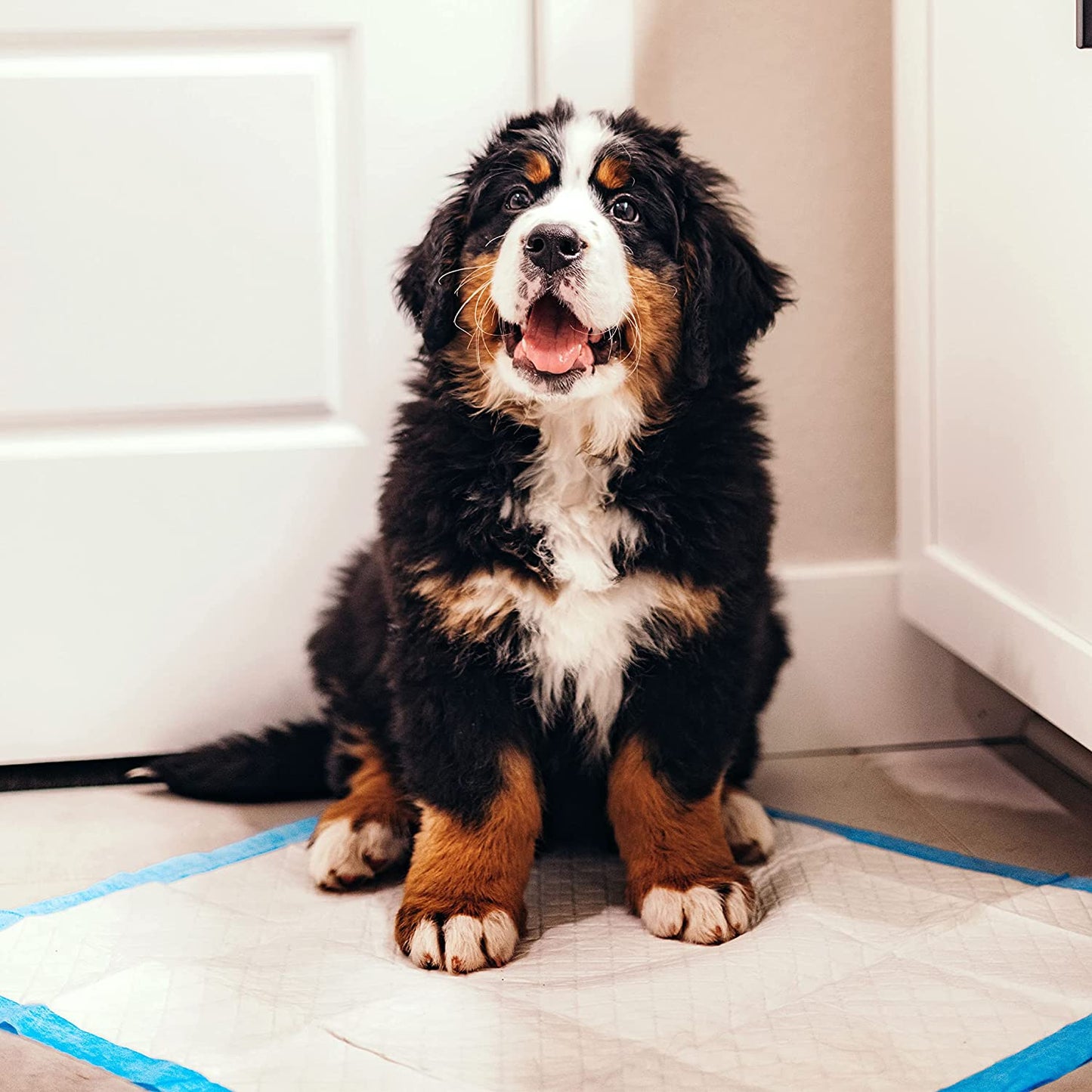 Four Paws Wee-Wee Superior Performance Unscented Pee Pads for Dogs & Puppies, Quilted Leak-Proof Dog Housebreaking Potty Training Floor Protection, 22" X 23", 100 Count